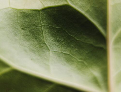 El lenguaje de las plantas: Expresa sentimientos a través de la naturaleza
